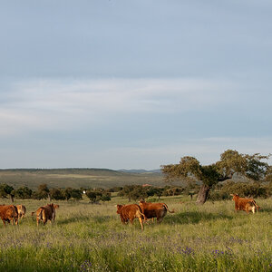 extremadura  landschaft kühe 1214