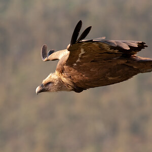 extremadura geier 4