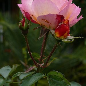 2008 10 11 010 2 ROSE REILINGEN