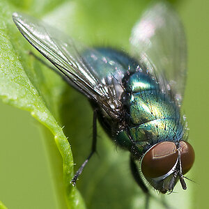 2010 05 30 Ein dicker Brummer