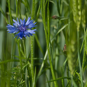 2010 06 06 DSC3405 Kornblume verkl