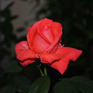 Rose während der "Blauen Stunde"