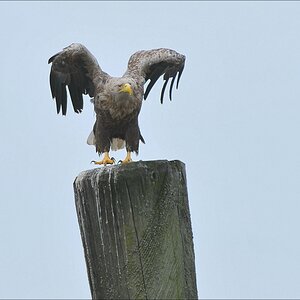 acomp usedom 0283b