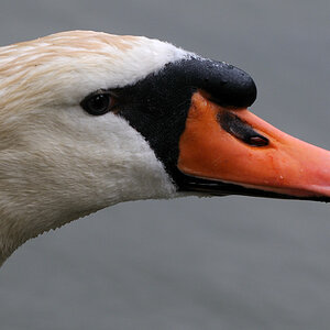 schwanenportrait