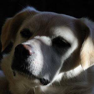 hundeportrait 2