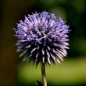 Distelblüte