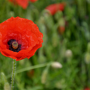Mohnblüte