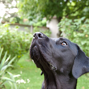 Hundeportrait (1 von 1)