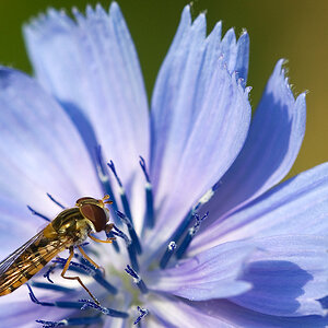 2010 07 04 Hain-Schwebfliege 08 01