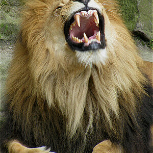 Simba