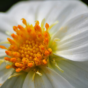Blümchen im Sommer