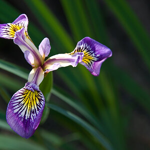 2010 06 10 Iris DSC3446