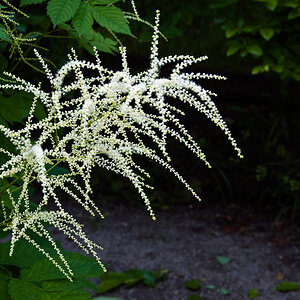 2010 06 10 Pflanze DSC3451