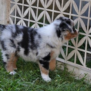 Indy_1