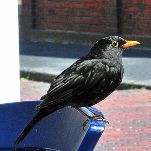 Ein Star zu Besuch? (D300) MHX 3321Aauto HT+K