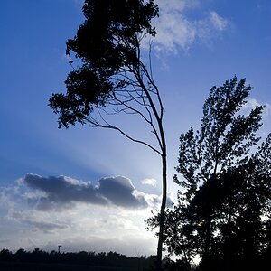 Baum2 Laboe