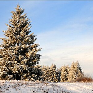 der Baum ....