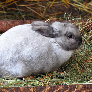 hase