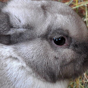 hase2