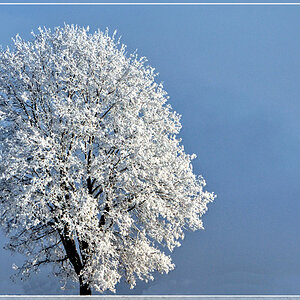 Eisbaum