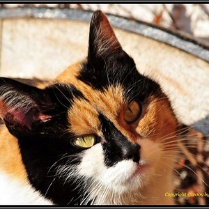 • Was gibts da oben ? •
Nikon D300 mit Sigma 4-5,6/70-300 DG APO Makro