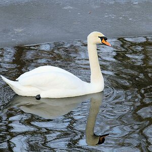 Schwan