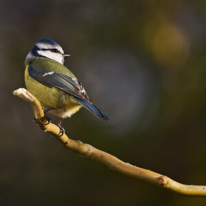 Blaumeise 1