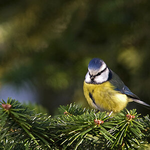 Blaumeise 3