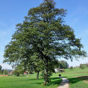 Treee !