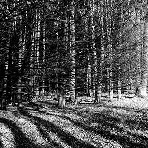 Hetzles
Veldensteiner Forst