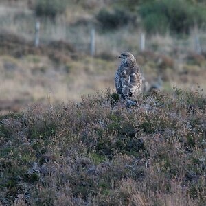 Bussard auf Aussichtshügel