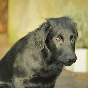 malefitz, der schwarze hund