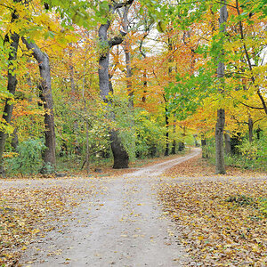 Herbstwald

Im Schlosspark Schönbrunn.