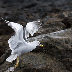Bi La Gomera 2008  DSC 3913 November 27, 2008 020
Weißkopfmöve