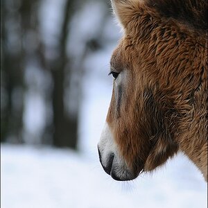 Przewalski-Pferd