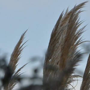 Schilfgras im Wind
ISO 200
105 mm
1920 x 1280
1/200
F 10
WB Auto
