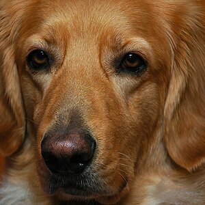 Babette