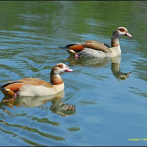 • Nilgänse •

(Lat.:Alopochen aegyptiacus)
Nikon D200 mit Sigma 4-5,6/70-300 DG APO