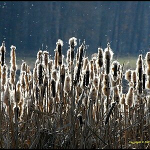 • Rohrkolben • 
• Lat.:Typha latifolia •

Nikon D200 mit Sigma 4-5,6/70-300 DG APO