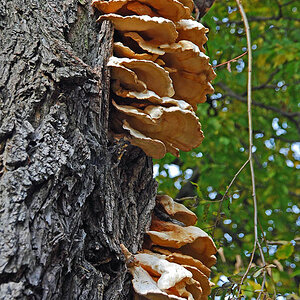 Baumpilz (D40X, 72mm, F5.3, 1/125s) DSC 5303 x