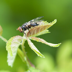 2010 05 30 Fliege