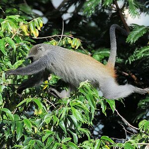 Diadem Meerkatze im Sprung
s211 Meerkatze 0723