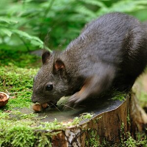 Eichhörnchen 1
