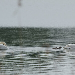 schwan2 JKK 7389