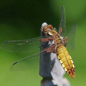 Im Garten