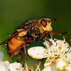 fliege6