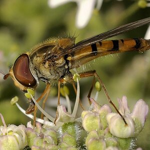 hainschwebfliege6