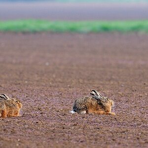 hase10
