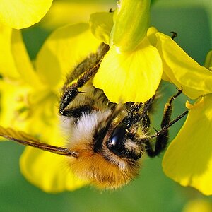 hummel109