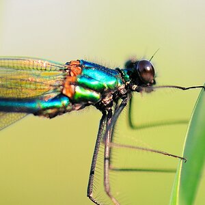 libelle9